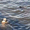 В Волге у набережной Саратова плавают собаки и бобры