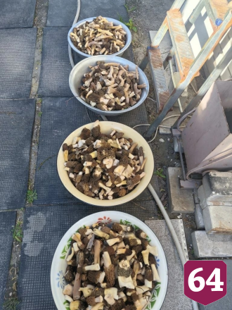 Саратовцы собирают сморчки-гиганты тазиками